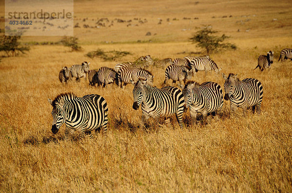 Zebras (Equus quagga) im Abendlicht  Ngorongoro-Krater  Ngorongoro Conservation Area  Tansania  Afrika Equus quagga Steppenzebra