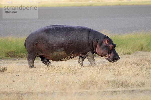 Flusspferd (Hippopotamus amphibius)  Ngorongoro-Krater  Ngorongoro Conservation Area  Tansania  Afrika