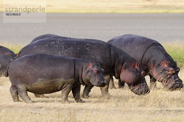 Flusspferde (Hippopotamus amphibius)  Ngorongoro-Krater  Ngorongoro Conservation Area  Tansania  Afrika