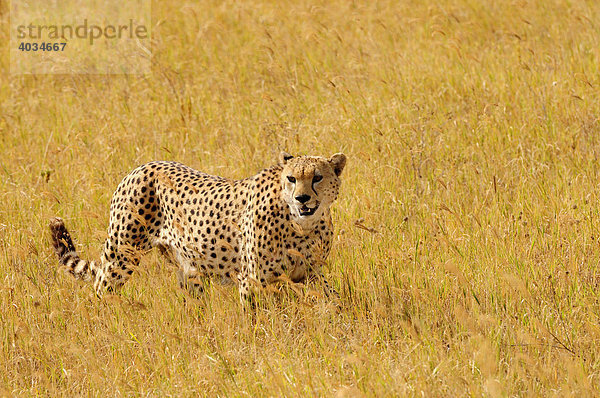 Männlicher Gepard (Acinonyx jubatus)  Ngorongoro-Krater  Ngorongoro Conservation Area  Tansania  Afrika