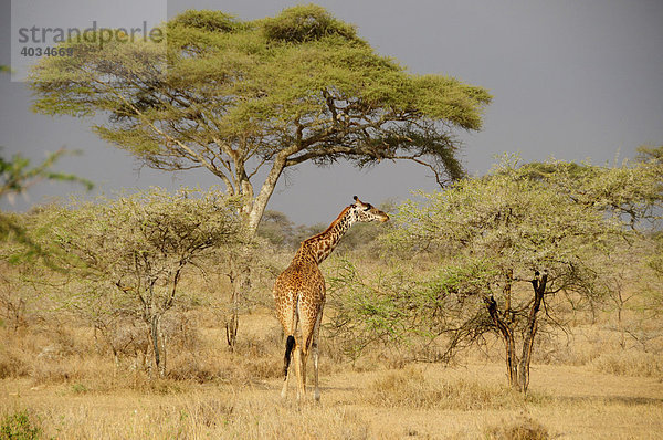 Massai Giraffe (Giraffa camelopardalis tippelskirchi)  Serengeti National Park  Tansania  Afrika