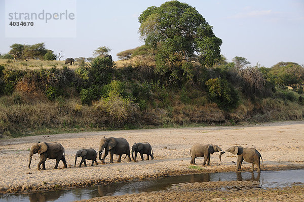 Elefanten (Loxodonta africana) am Ufer des Tarangire-Flusses  Tarangire-Nationalpark  Tansania  Afrika