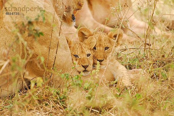 Junge Löwen (Panthera leo)  Serengeti National Park  Tansania  Afrika