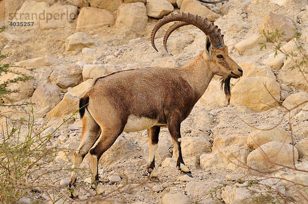 Nubischer Steinbock (Capra nubiana) in der judäischen Bergwüste bei En Gedi  Totes Meer  Israel  Naher Osten  Orient