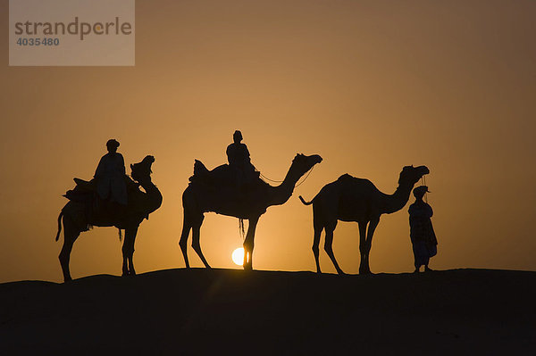 Dromedare bei Sonnenuntergang in der Thar Wüste  Rajasthan  Indien  Südasien