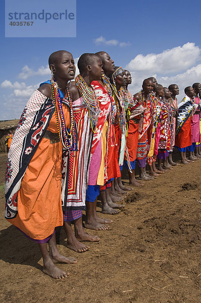 Tanzende Masai Frauen  Masai Mara  Kenia  Ostafrika  Afrika
