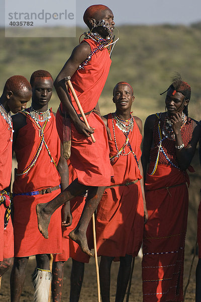 Stammestanz der Masai Krieger  Masai Mara  Kenia  Ostafrika  Afrika