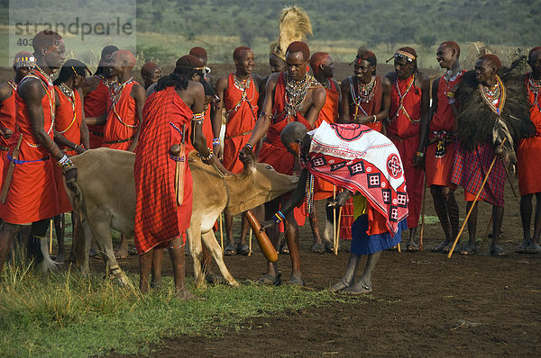 Masai Krieger und Frau  Blut von einer Kuh abzapfend  Masai Mara  Kenia  Ostafrika  Afrika