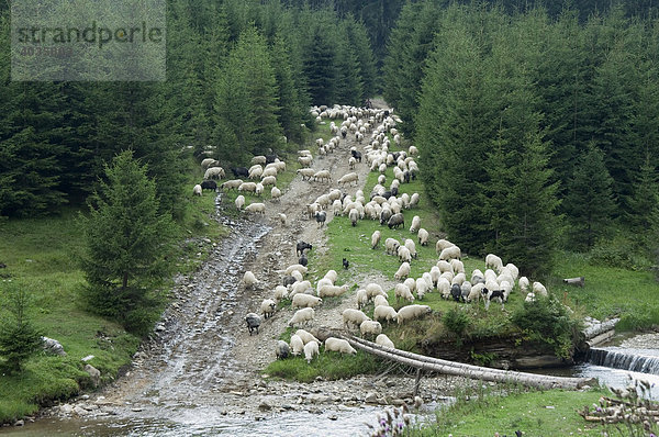 Schafherde am Rande des Waldes bei einem Fluss  Maramuresch  Rumänien
