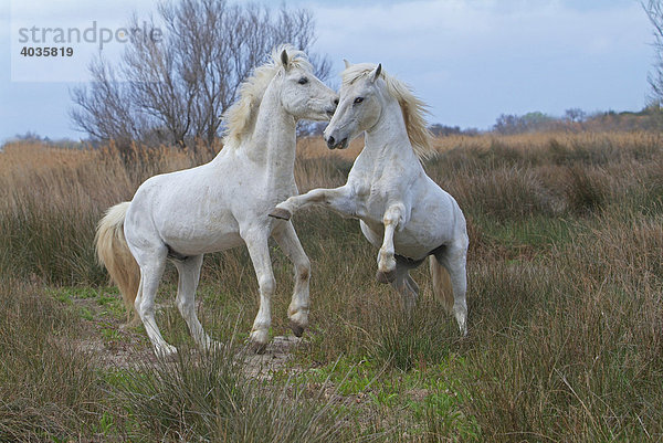 Camargue Pferde  Camargue  Bouches du RhÙne  Frankreich