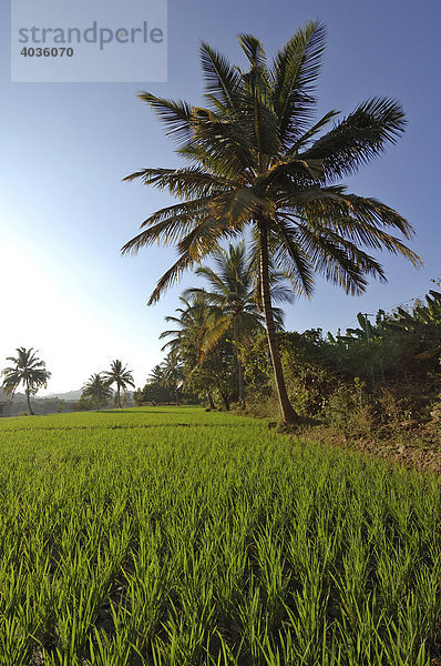 Palme und Reisfeld  Hampi  Karnataka  Indien  Südasien