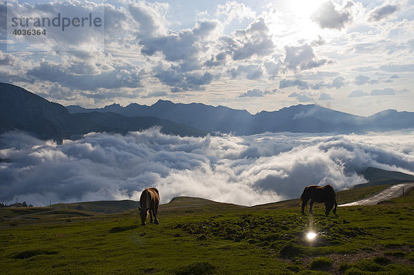 Pferde über Wolkenmeer  Col d'Aubisque  Pyrenäen  Aquitaine  Frankreich  Europa