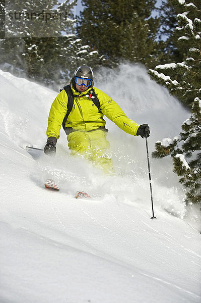 Tiefschnee Skifahrer  Freerider  im Wald  mit Zillertaler Alpen  Tirol  Österreich  Europa