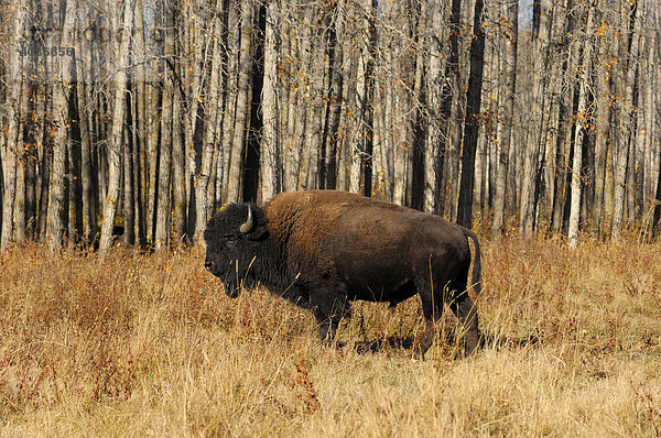 Amerikanischer Bison oder Indianerbüffel (Bison bison bison)  Elk Island Nationalpark  Alberta  Kanada