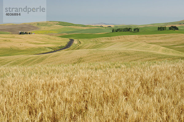 Das hügelige Ackerland von Palouse  Washington  USA