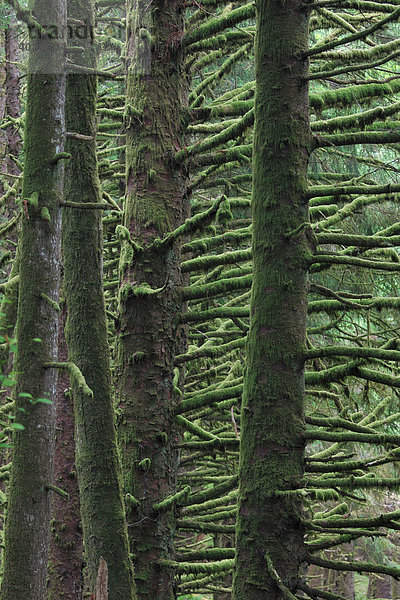 Fichten-Urwald im Ecola State Park bei Cannon Beach  Oregon  USA