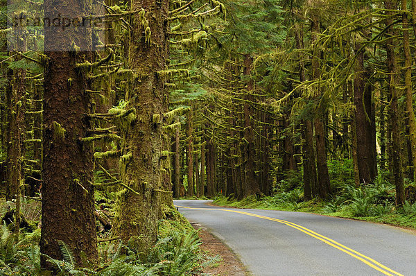 Straße und Bäume mit Flechten im Hoh Regenwald  Olympic Nationalpark  Washington  USA  Nordamerika