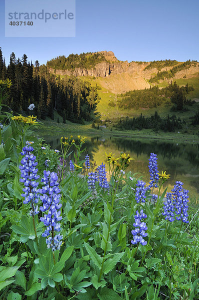 Wildblumen am Ufer des Tipsoo Lake am Chinook Pass  Mount Rainier National Park  Washington  USA