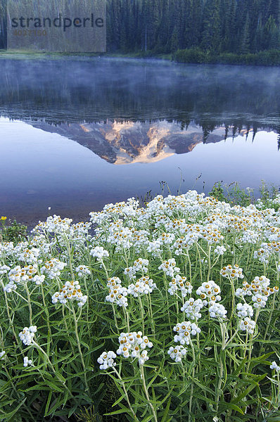 Mt. Rainier spiegelt sich in einem See  vorne Blumenwiese  Mount Rainier Nationalpark  Washington  USA  Nordamerika
