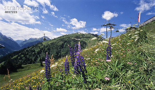 Blumenwiese vor Liftanlage in St. Anton  Alpen  Tirol  Österreich  Europa