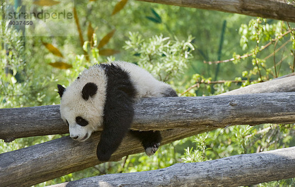 Panda Fu Long (Ailuropoda melanoleuca)  Zoo Schönbrunn  Wien  Österreich  Europa