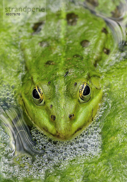 Frosch im Wasser  Teichfrosch (Rana kl. esculenta  Pelophylax kl. esculentus)