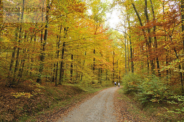 Waldweg im Herbst bei Dettenhausen  Naturpark Schönbuch  Baden-Württemberg  Deutschland  Europa
