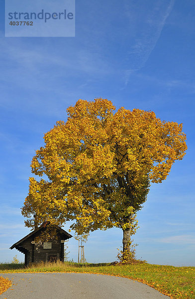 Baum im Herbst  Heuberg  Schwäbische Alb  Baden-Württemberg  Deutschland  Europa