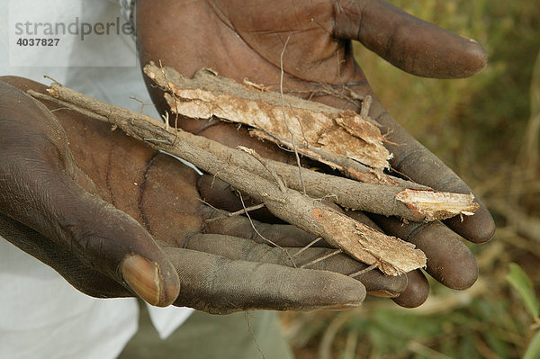 Sammeln von Heilpflanzen  Houssere Faourou  Kamerun  Afrika