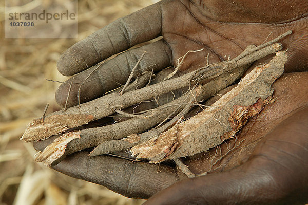 Sammeln von Heilpflanzen  Houssere Faourou  Kamerun  Afrika