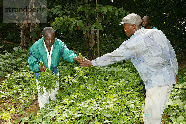 Naturheiler in seinem Garten mit angebauten Heilpflanzen  Yaounde  Kamerun  Afrika