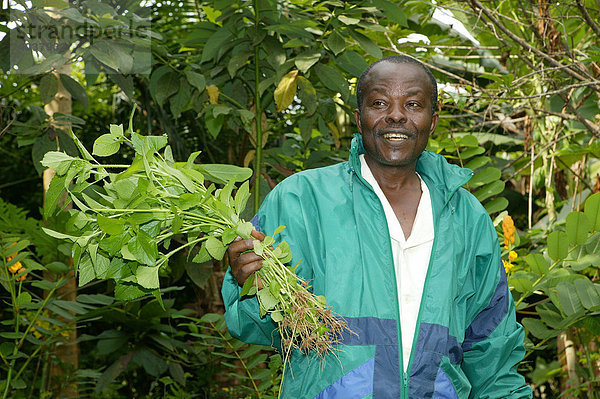 Naturheiler in seinem Garten mit angebauten Heilpflanzen  Yaounde  Kamerun  Afrika