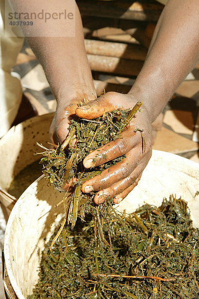 Naturheiler bereitet Extrakte zu  in der eigenen Apotheke  Yaounde  Kamerun  Afrika