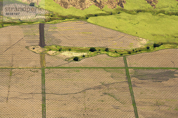 Neu angepflanzte Palmenplantage  Luftaufnahme zwischen Madang und Goroka  Papua Neuguinea  Melanesien