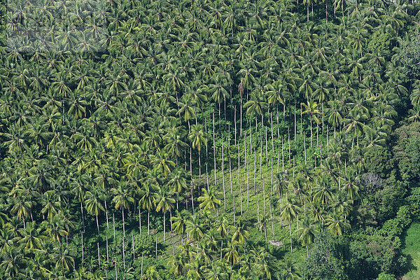 Palmen Plantage  Luftaufnahme zwischen Madang und Goroka  Papua Neuguinea  Melanesien  Kontinent Australien
