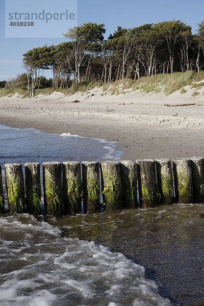 Buhnen  Esper Ort  Darß  Ostsee  Nationalpark Vorpommersche Boddenlandschaft  Mecklenburg-Vorpommern  Deutschland  Europa