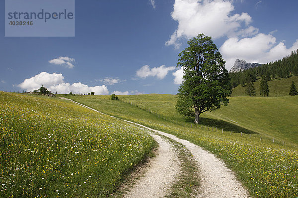 Weg durch Alpenwiese vor den Drei Brüdern  Salzburger Land  Österreich  Europa