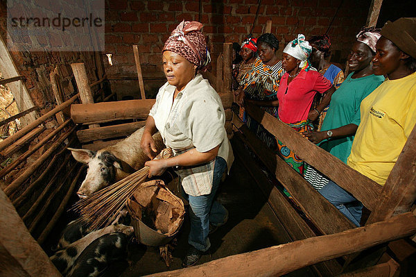 Frauen füttern Schweine  Schweinezucht  Bamenda  Kamerun  Afrika