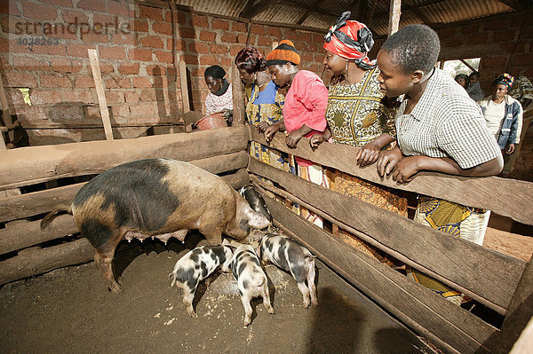 Frauen füttern Schweine  Schweinezucht  Bamenda  Kamerun  Afrika