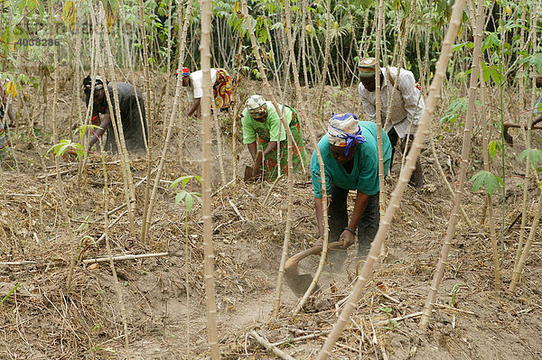 Frauen bei der Feldarbeit  Maniok-Anbau  Bamenda  Kamerun  Afrika