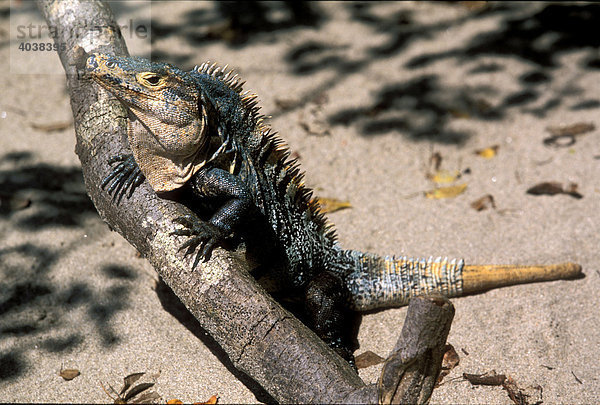 Schwarzer Leguan (Ctenosaura similis)  Männchen  Parque National Manuel Antonio  Costa Rica  Mittelamerika