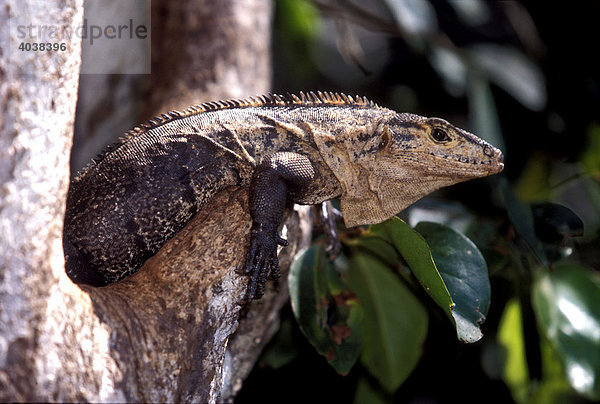 Schwarzer Leguan (Ctenosaura similis)  Weibchen  Parque National Manuel Antonio  Costa Rica  Mittelamerika
