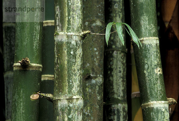 Bambus  Costa Rica  Mittelamerika