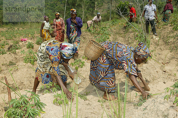 Frauen bei der Feldarbeit  Njindom  Kamerun  Afrika