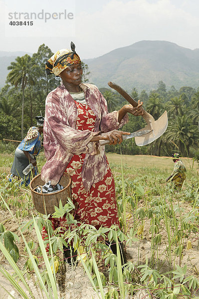 Frau bei der Feldarbeit  Njindom  Kamerun  Afrika