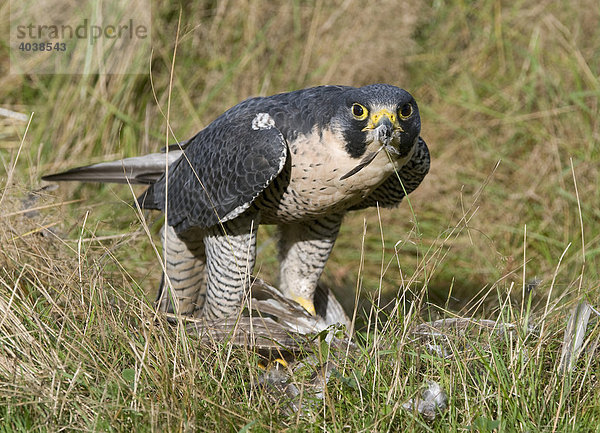 Wanderfalke (Falco peregrinus) mit geschlagenem Rebhunhn