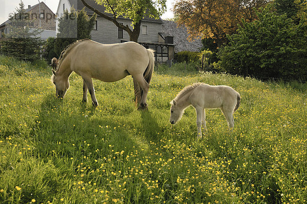 Norwegerpony  Fjordpferd-Stute mit Fohlen in Frühlingswiese