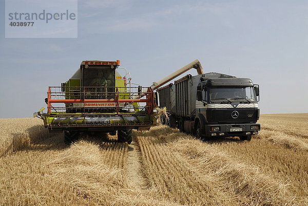 Weizenernte  Getreideernte  Mähdrescher entleert Getreide in LKW Hänger