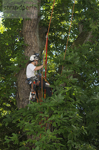 Seilklettertechnik bei der Großbaumpflege  Mann bei Pflegearbeiten in einer Esskastanie  Edelkastanie (Castanea sativa miller)