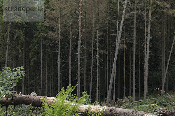 Monokultur Wald  Schneise  Windbruch  Nadelwald